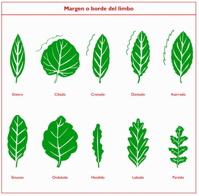 margen y borde de limbo